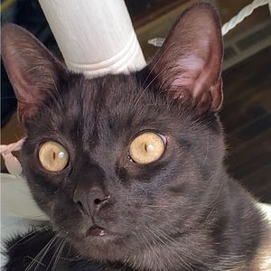 Meet your Posher, Hadley